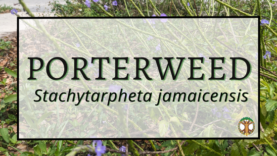 Porterweed