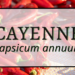 Cayenne