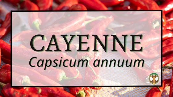 Cayenne