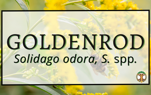 Goldenrod