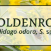 Goldenrod