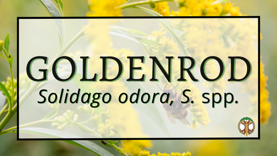 Goldenrod