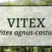 Vitex