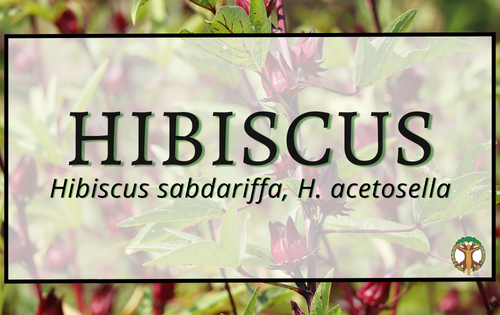 Hibiscus