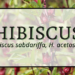 Hibiscus