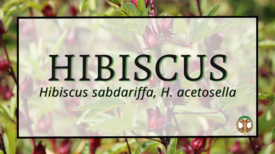 Hibiscus