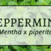 Peppermint 1