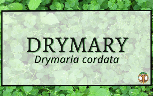 Drymary