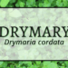 Drymary