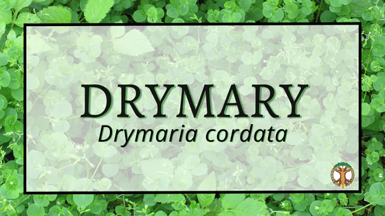 Drymary