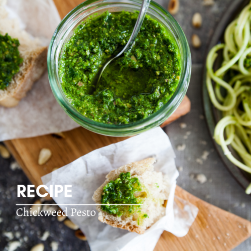 Recipe Chickweed Pesto SQ e1612140828166