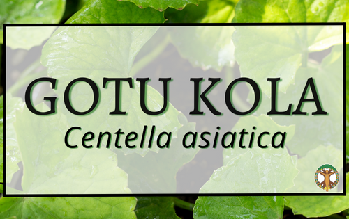 Gotu Kola 1