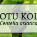 Gotu Kola 1