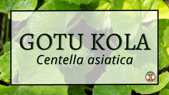 Gotu Kola