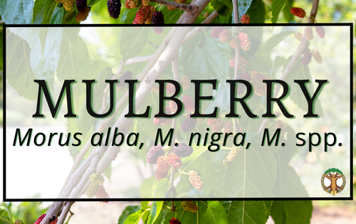 Mulberry