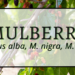 Mulberry