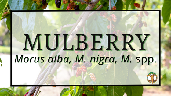 Mulberry