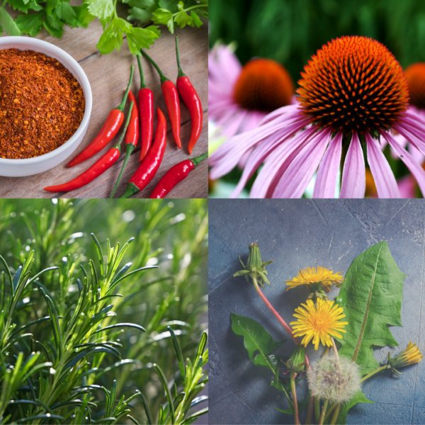 materia medica and friends in the garden image of plants in course