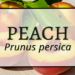 Peach