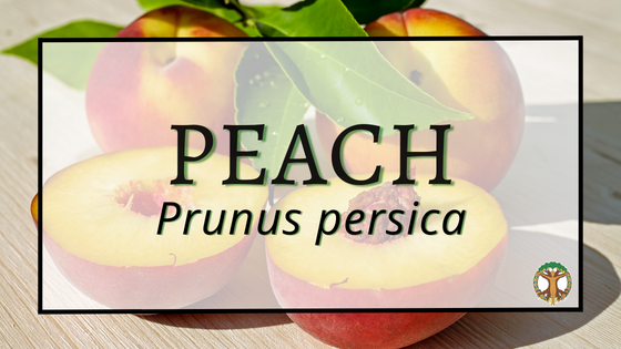 Peach