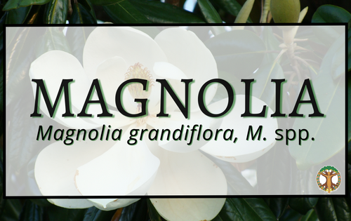 Magnolia