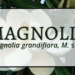 Magnolia