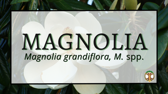 Magnolia