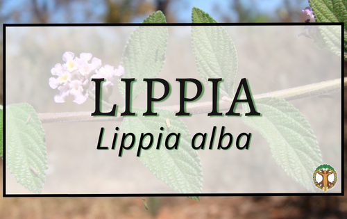 Lippia