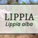 Lippia