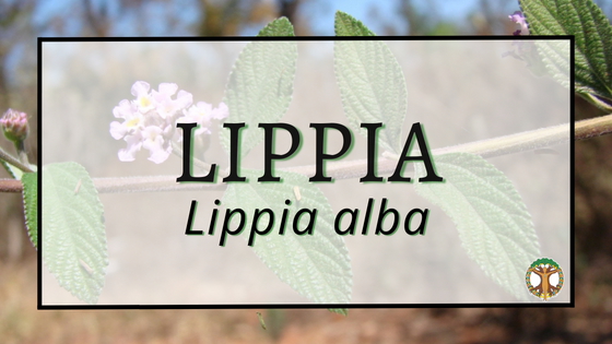 Lippia