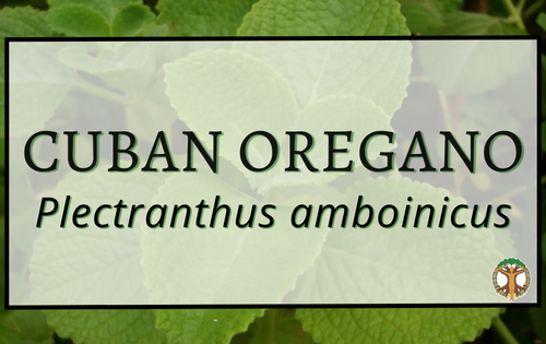 Cuban Oregano