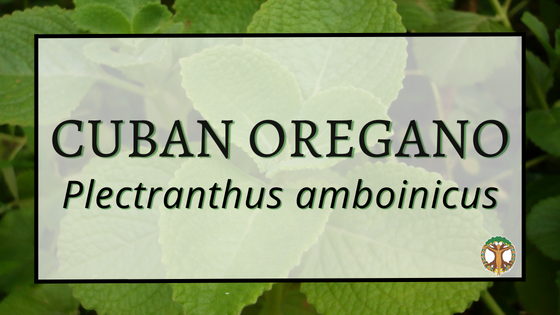 Cuban Oregano