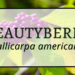 Beautyberry