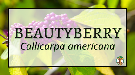 Beautyberry