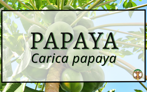 Papaya