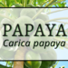 Papaya