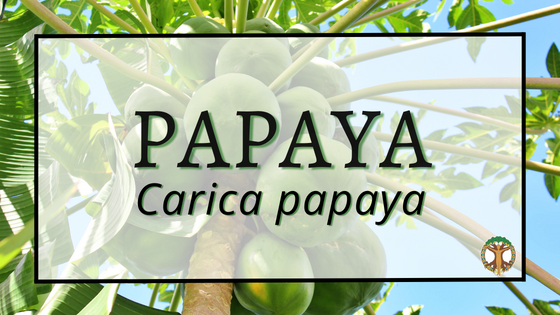 Papaya