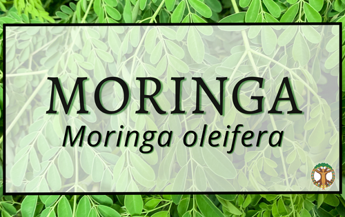 Moringa