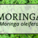 Moringa