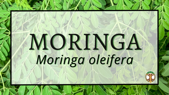 Moringa