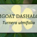 Ramgoat Dashalong