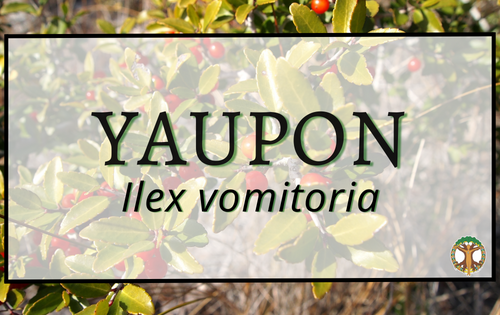 Yaupon