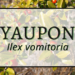 Yaupon