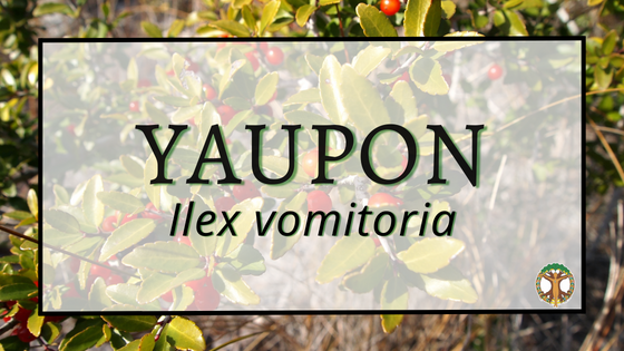 Yaupon