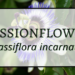 Passionflower