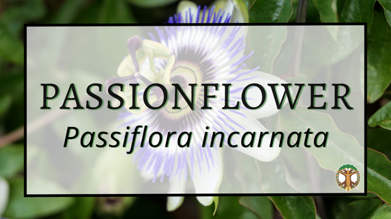 Passionflower