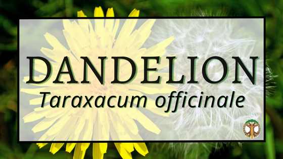 Dandelion