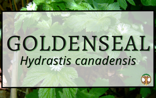 Goldenseal