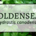 Goldenseal