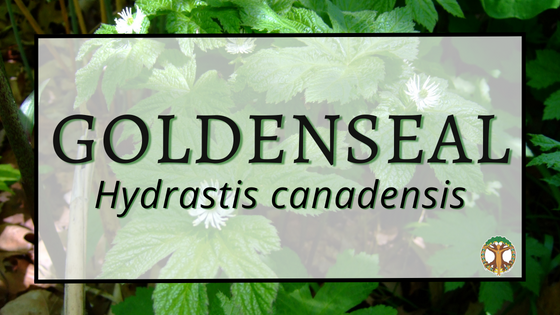 Goldenseal